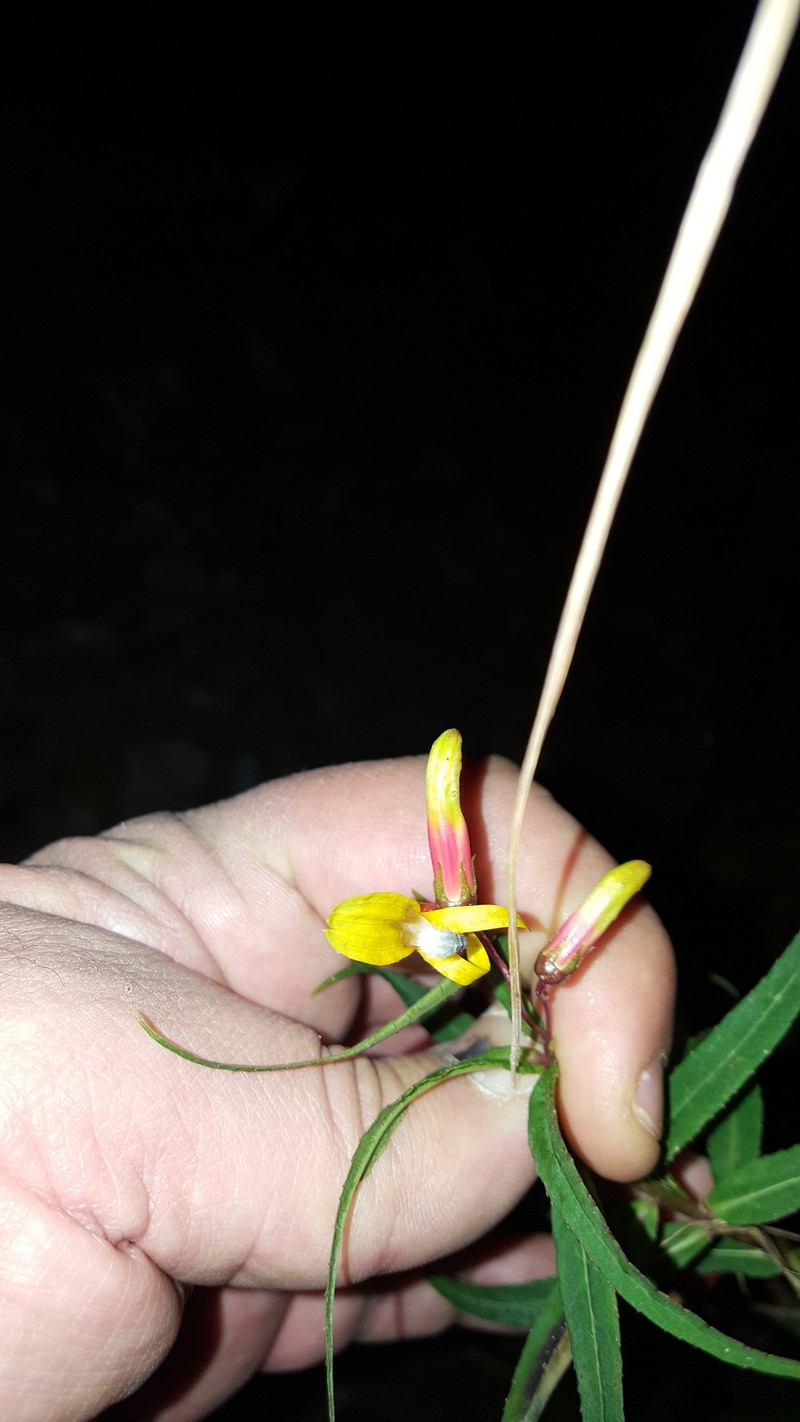 Lobelia laxiflora subsp. angustifolia photo 5