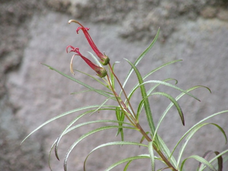 Lobelia laxiflora subsp. angustifolia photo 6