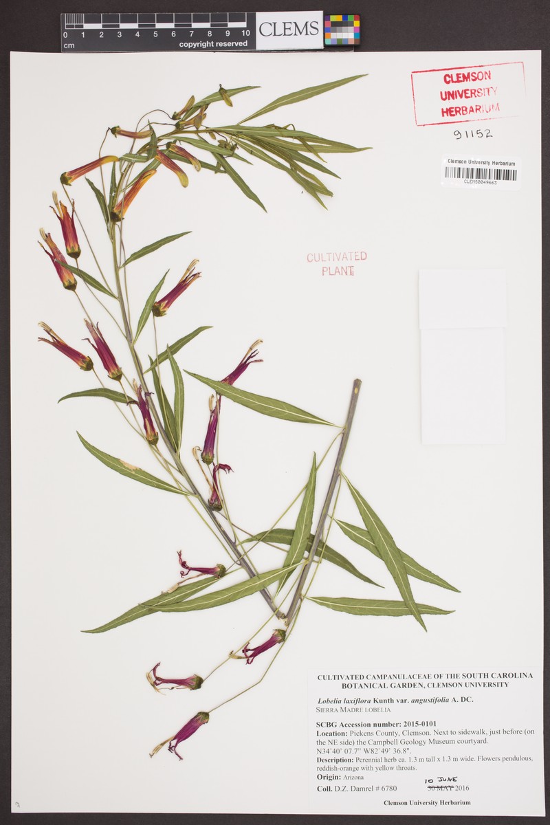 Lobelia laxiflora subsp. angustifolia photo 7
