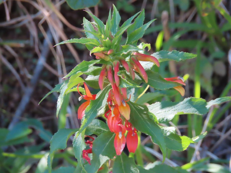 Lobelia laxiflora subsp. laxiflora