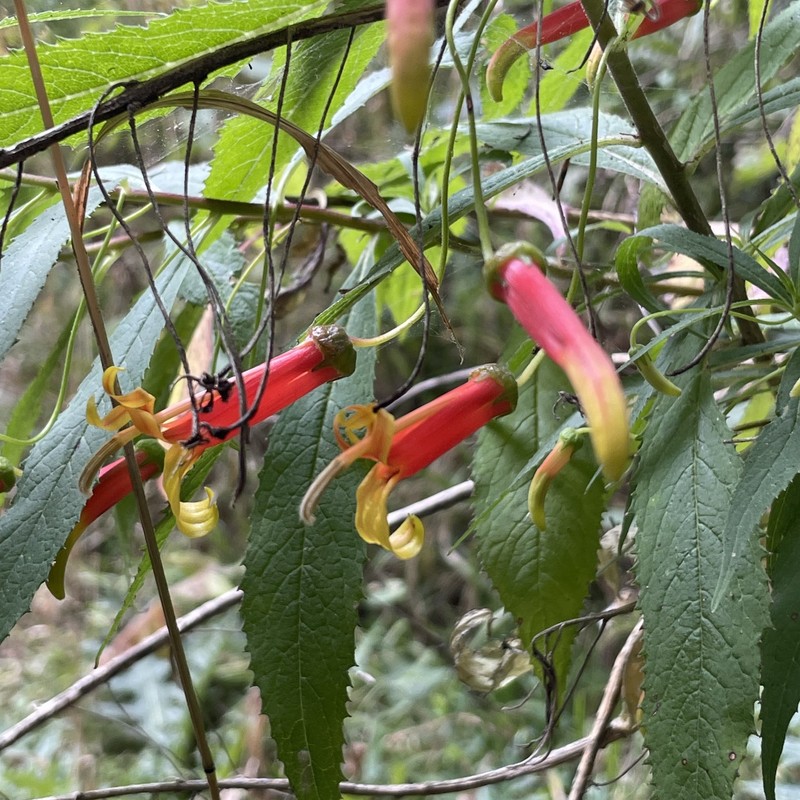 Lobelia laxiflora subsp. laxiflora photo 2