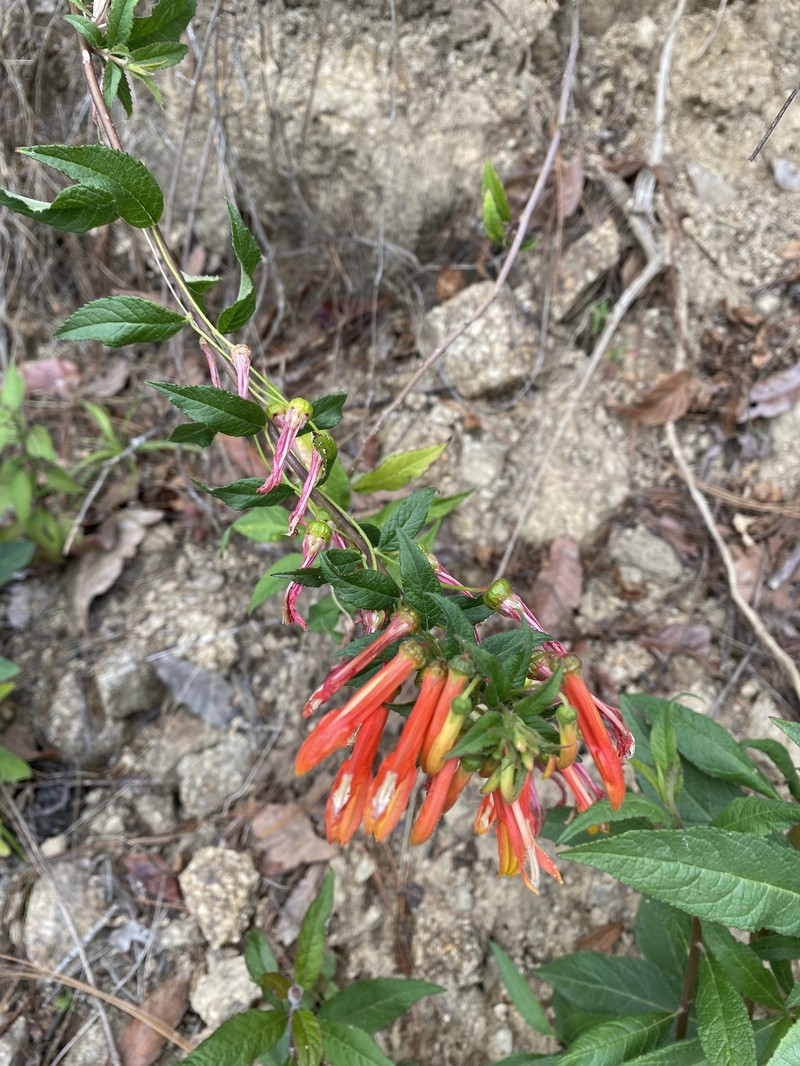 Lobelia laxiflora subsp. laxiflora photo 3