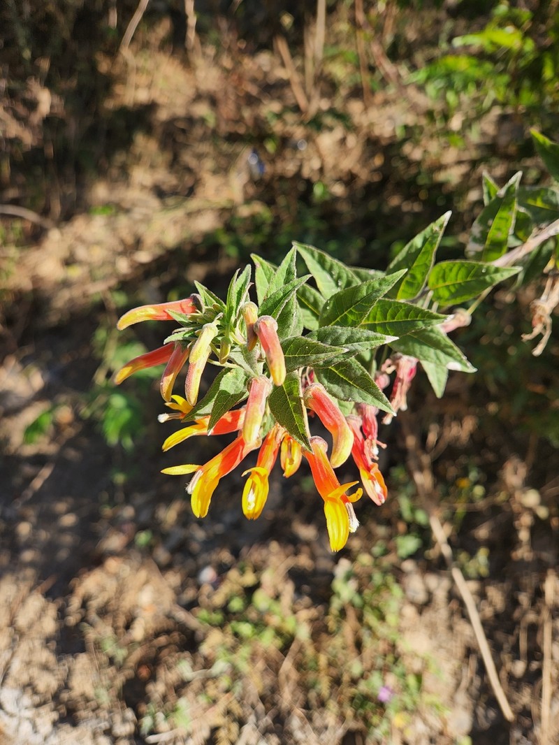 Lobelia laxiflora subsp. laxiflora photo 4