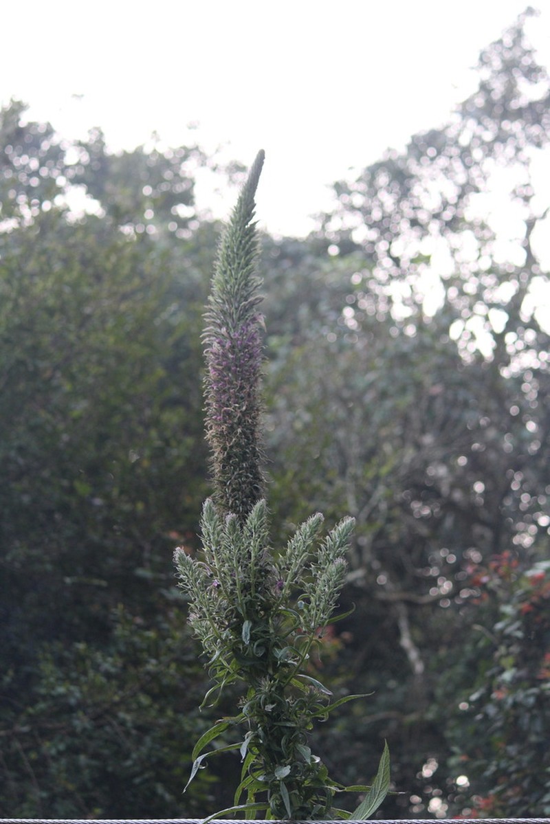 Lobelia leschenaultiana