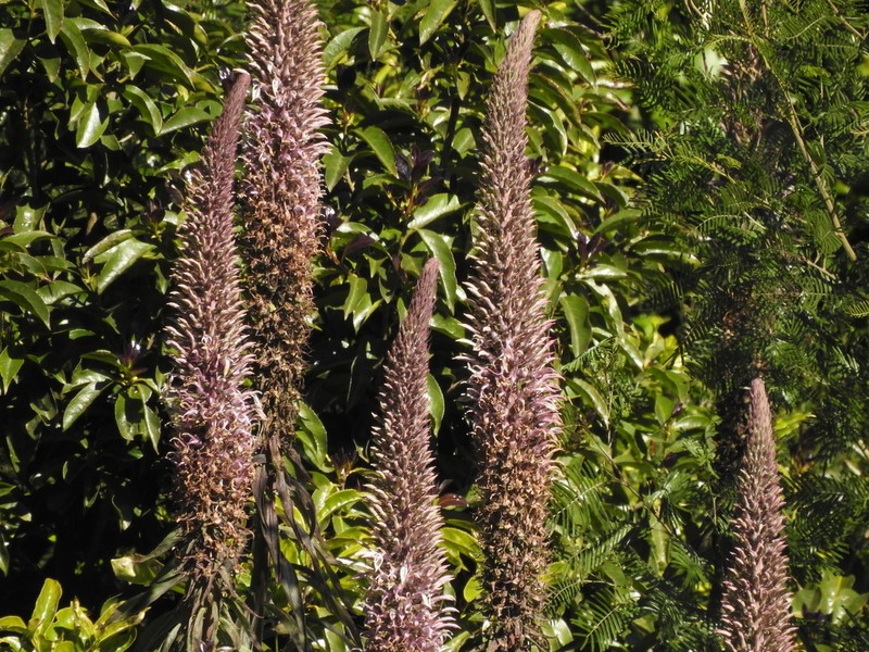 Lobelia leschenaultiana photo 2