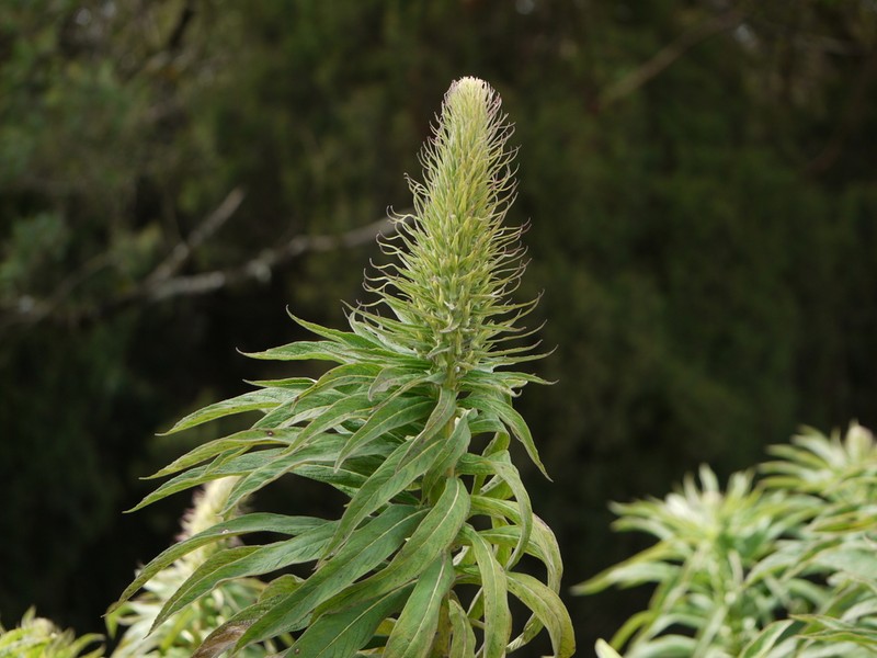 Lobelia leschenaultiana photo 3