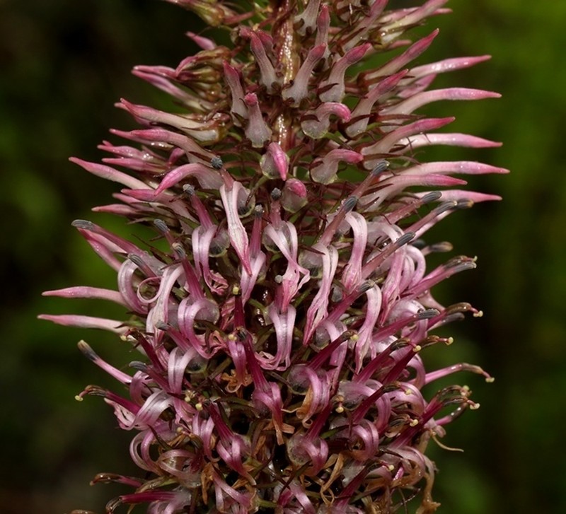 Lobelia leschenaultiana photo 5