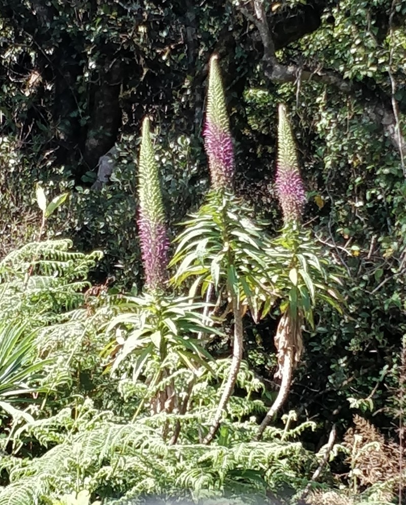 Lobelia leschenaultiana photo 6
