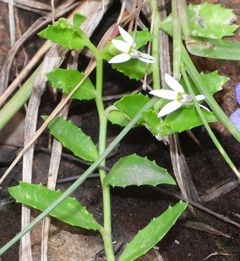 Lobelia leucotos