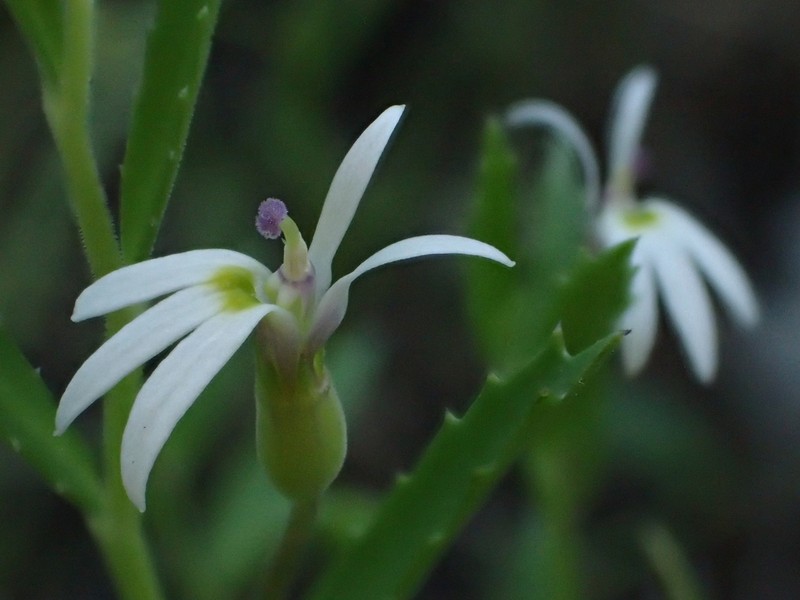 Lobelia leucotos photo 2
