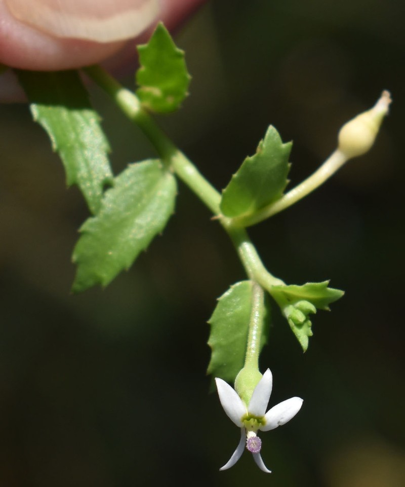 Lobelia leucotos photo 3