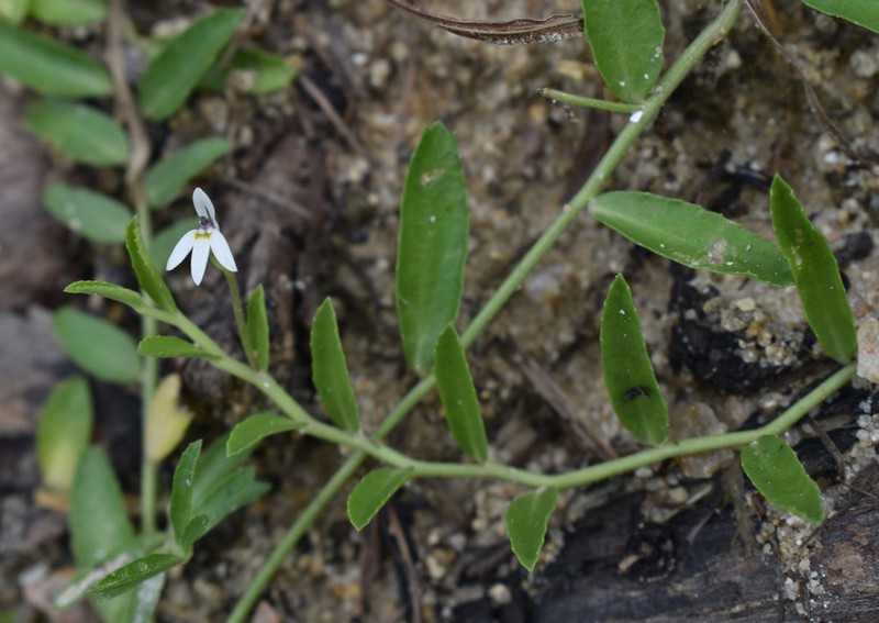 Lobelia leucotos photo 4