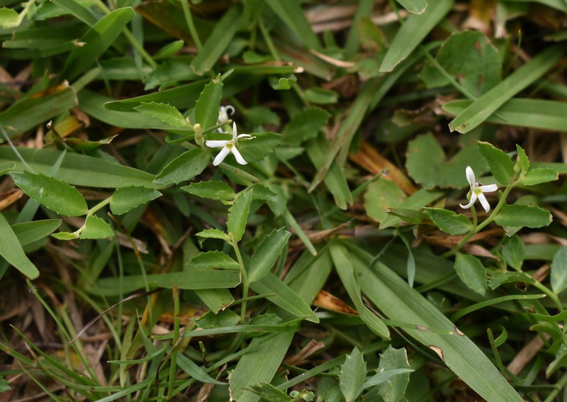 Lobelia leucotos photo 5
