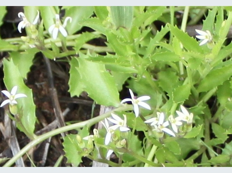 Lobelia leucotos photo 6