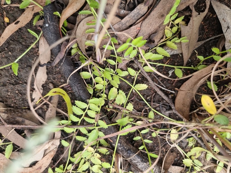 Lobelia leucotos photo 7