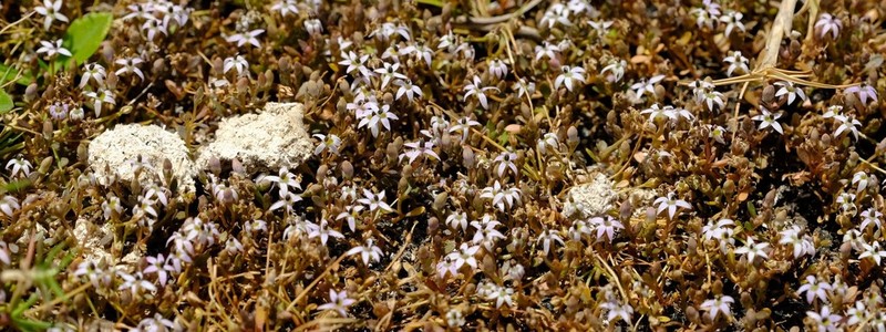 Lobelia limosa