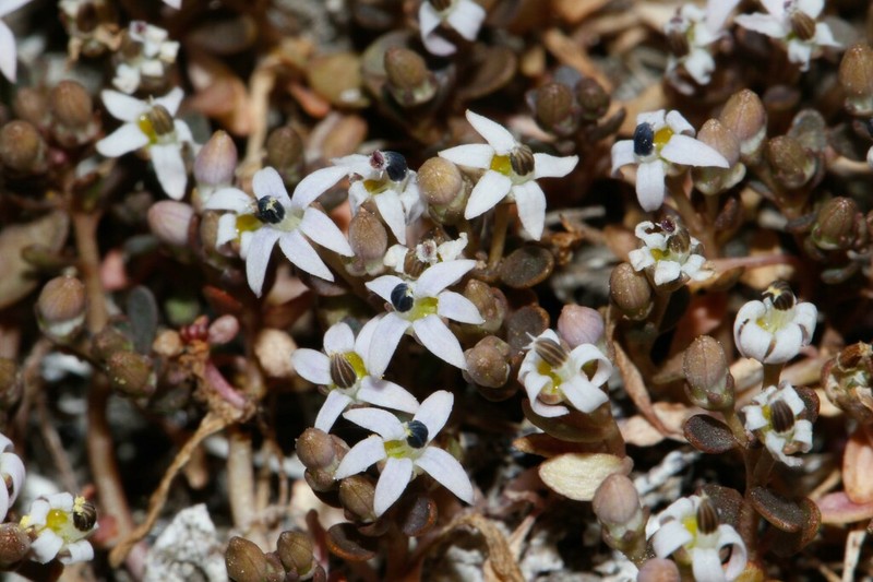 Lobelia limosa photo 3
