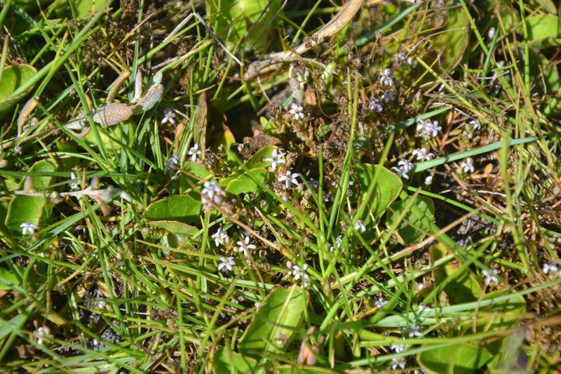 Lobelia limosa photo 4