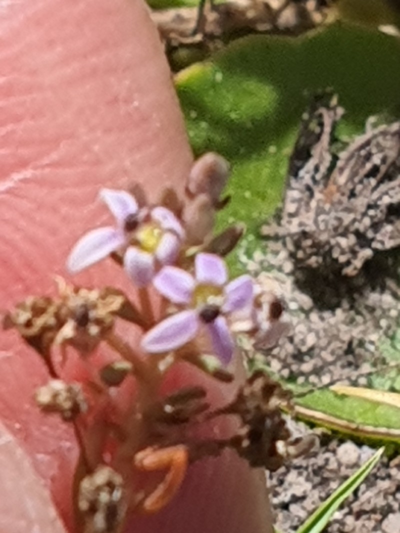Lobelia limosa photo 5