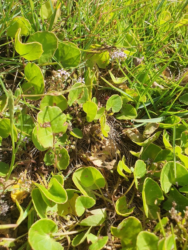 Lobelia limosa photo 6