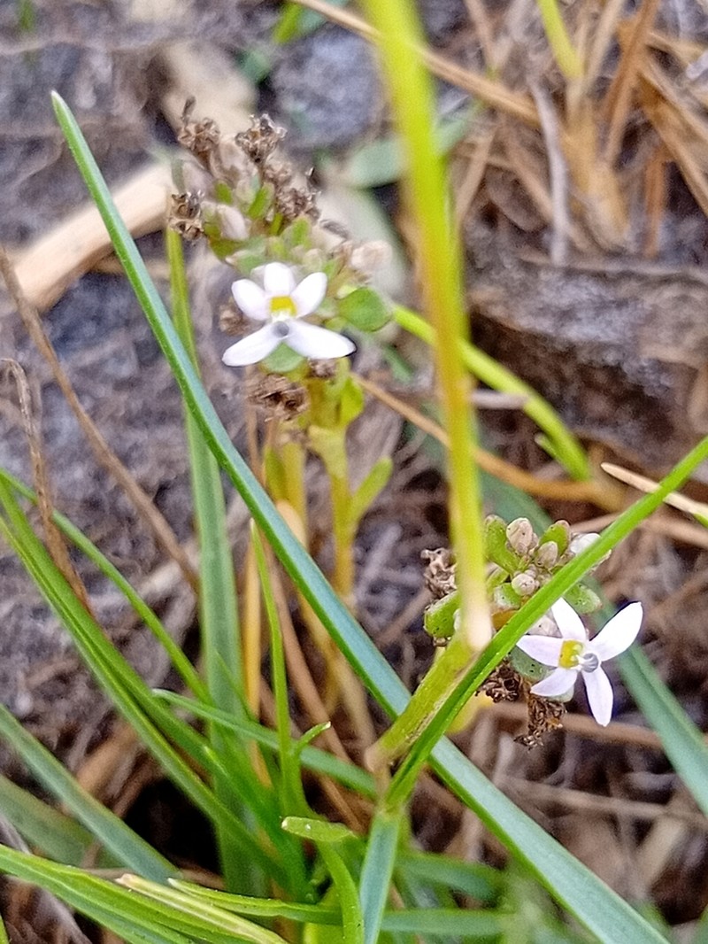 Lobelia limosa photo 8