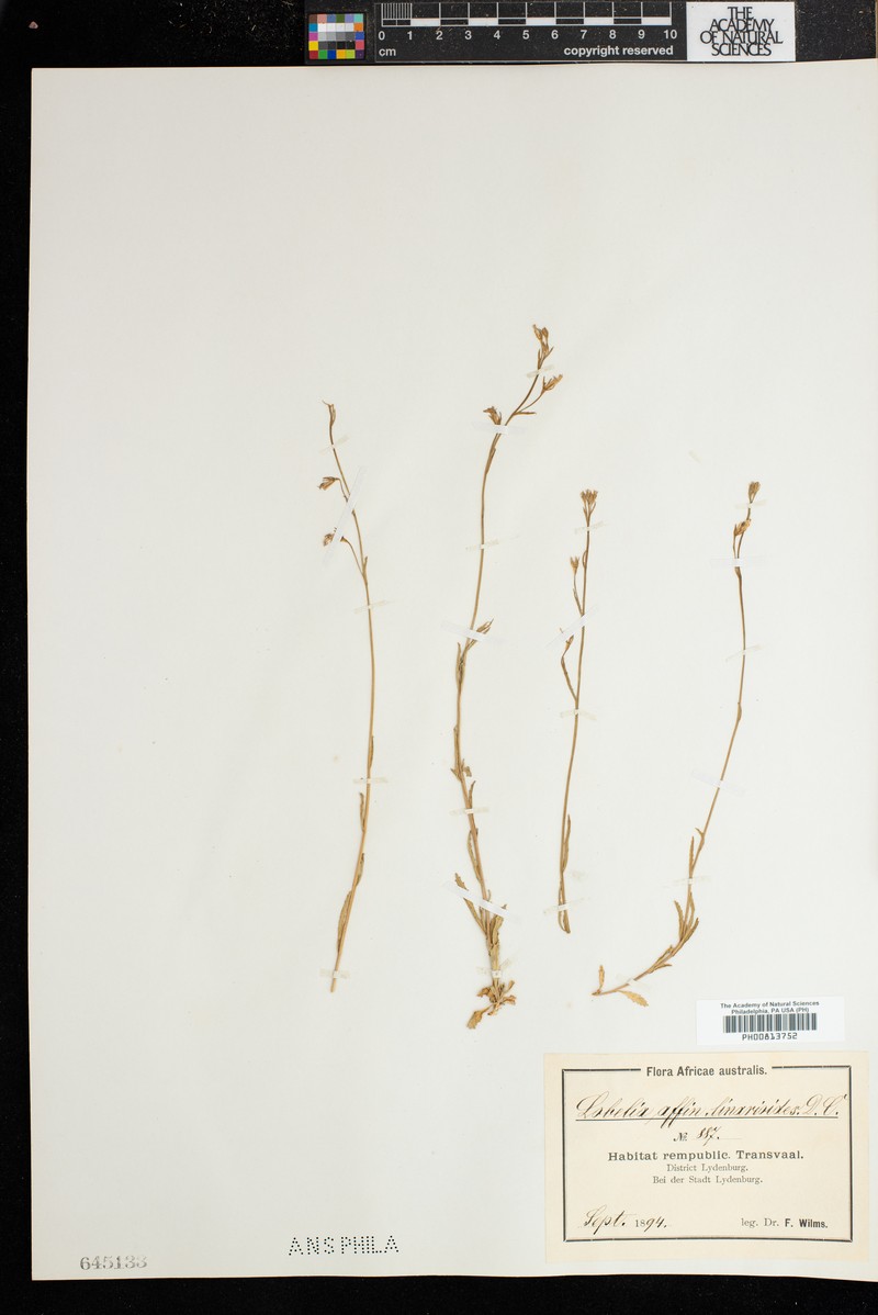 Lobelia linarioides