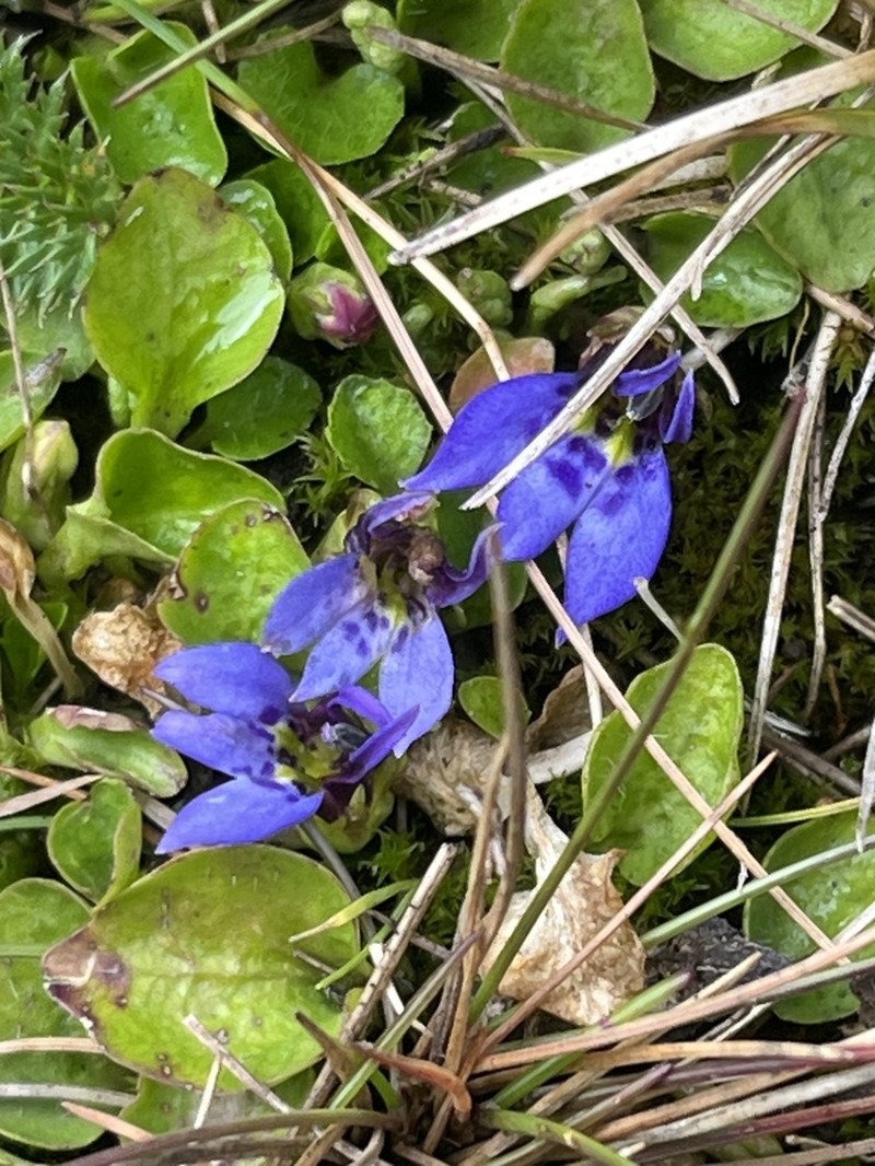 Lobelia lindblomii photo 2