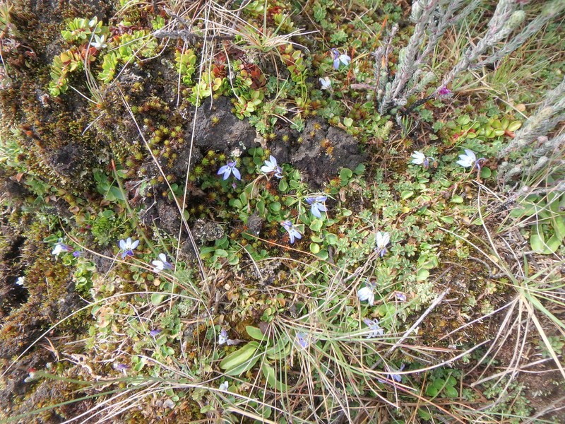 Lobelia lindblomii photo 3