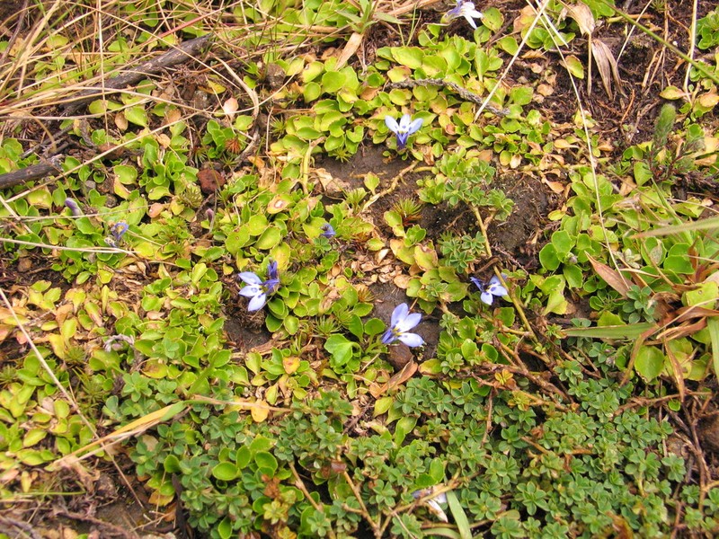 Lobelia lindblomii photo 4