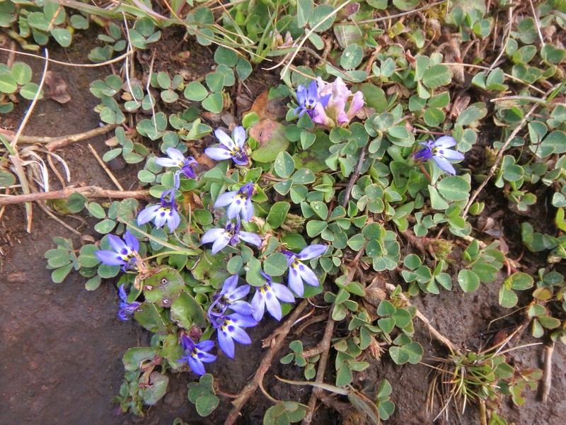 Lobelia lindblomii photo 5