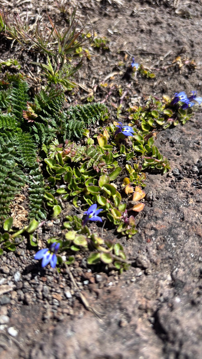 Lobelia lindblomii photo 6