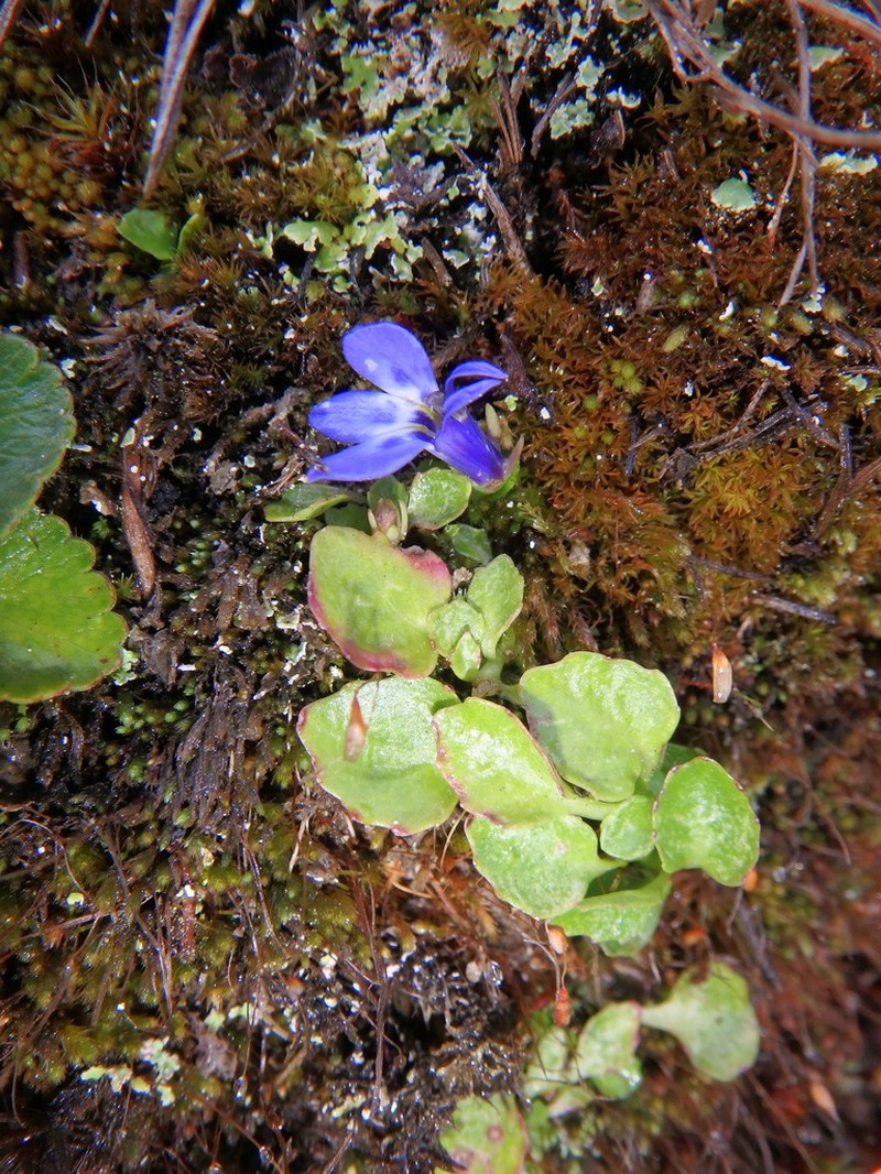 Lobelia lindblomii photo 7