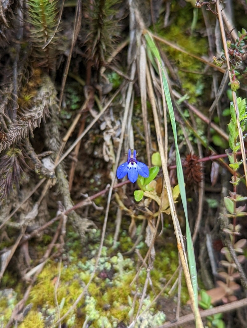 Lobelia lindblomii photo 8