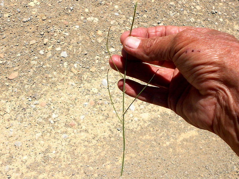 Lobelia linearis