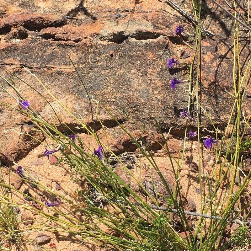 Lobelia linearis photo 2