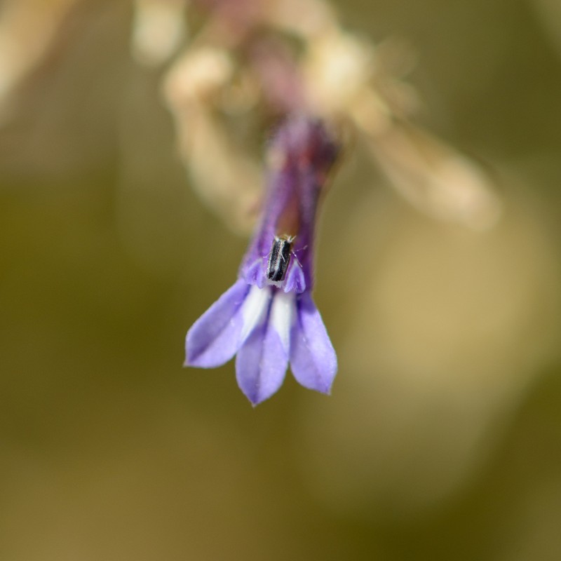 Lobelia linearis photo 3