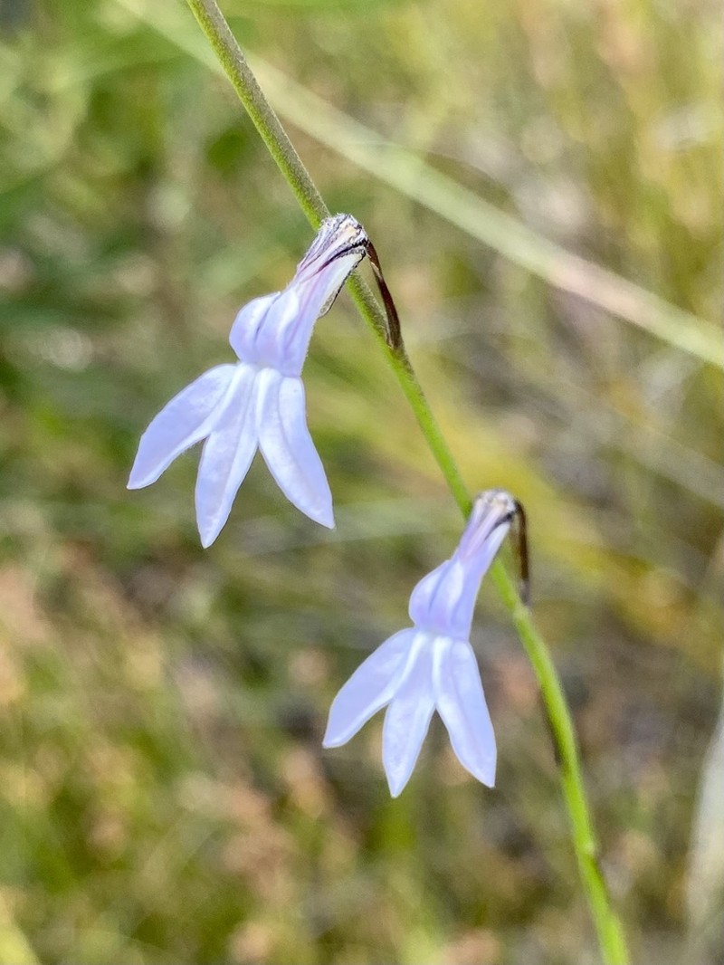 Lobelia linearis photo 4