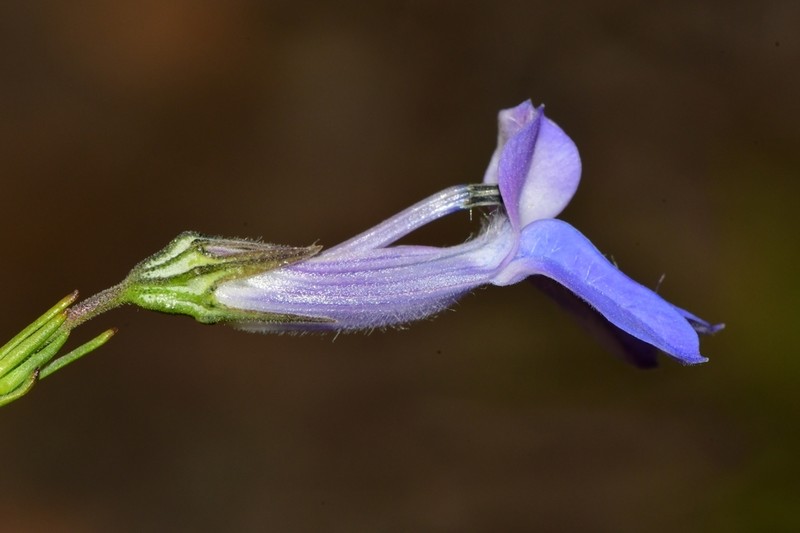 Lobelia linearis photo 5