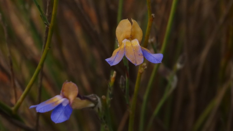 Lobelia linearis photo 6