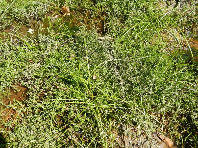 Lobelia linearis photo 8