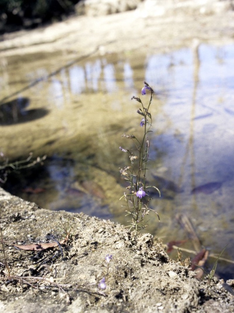 Lobelia lingulata
