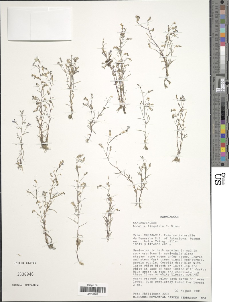 Lobelia lingulata photo 2