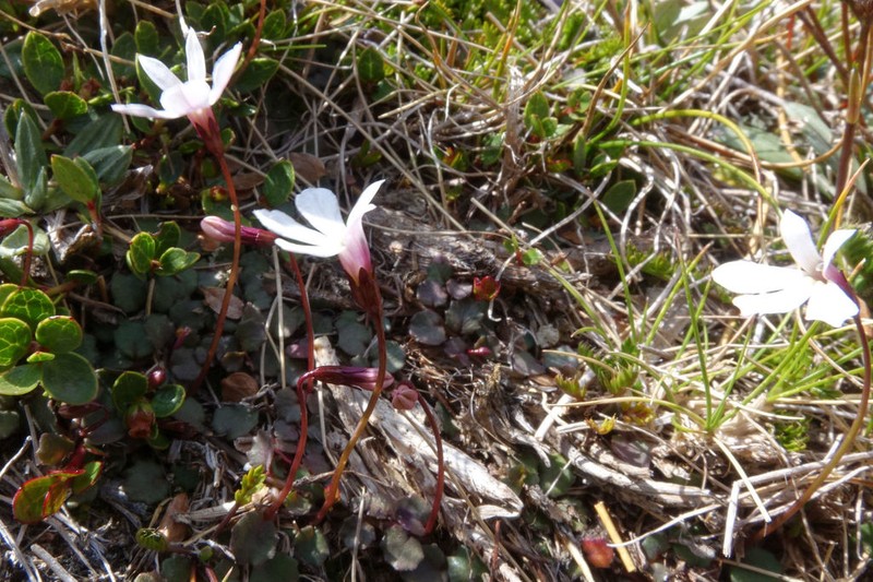 Lobelia linnaeoides