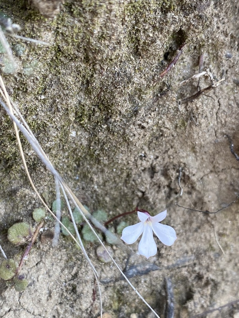 Lobelia linnaeoides photo 2