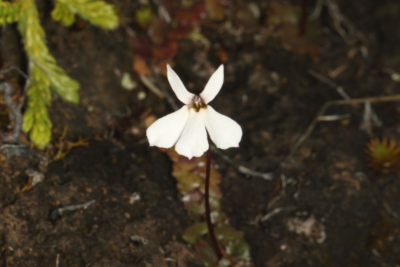 Lobelia linnaeoides photo 3