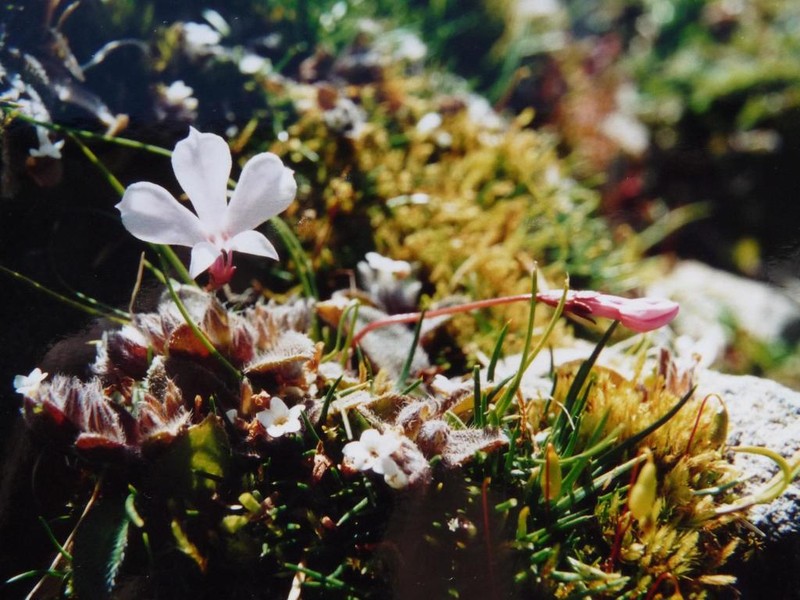 Lobelia linnaeoides photo 4