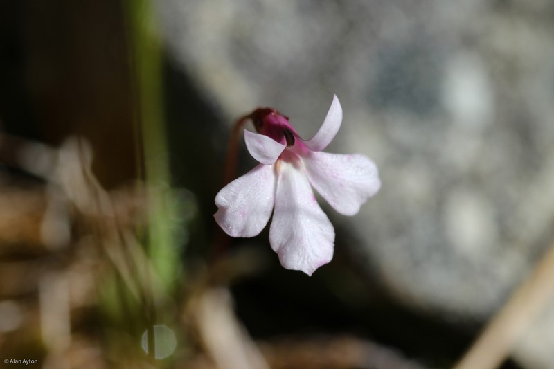 Lobelia linnaeoides photo 5