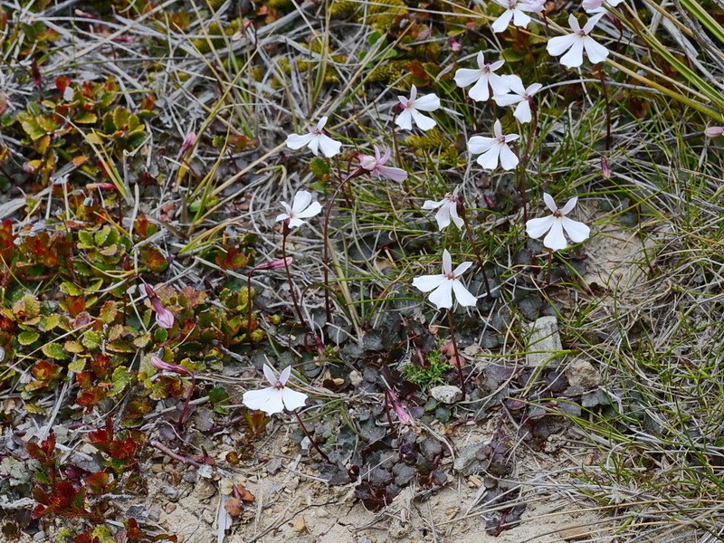 Lobelia linnaeoides photo 6