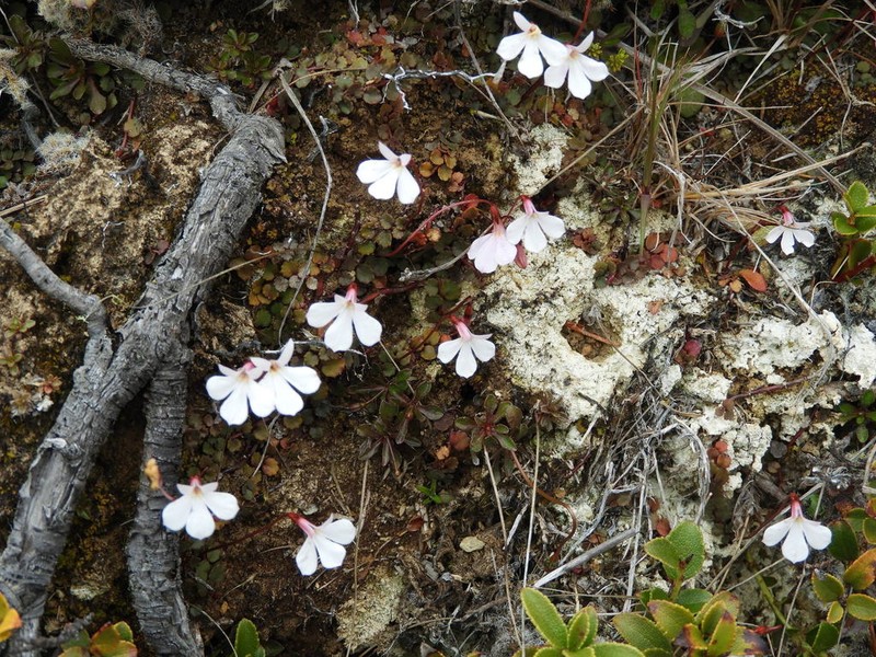 Lobelia linnaeoides photo 7