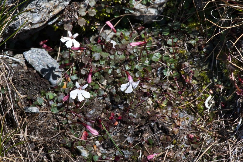 Lobelia linnaeoides photo 8